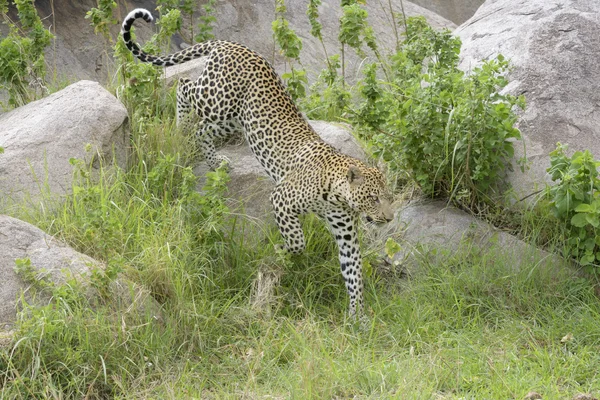 Levhart (skvrnitý Panthera pardus) pěšky přes rock — Stock fotografie