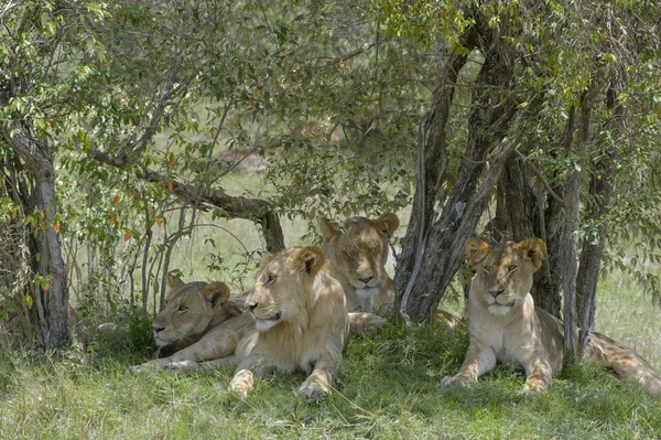 Leões à sombra — Fotografia de Stock
