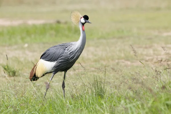 Grey Crowned Crane on savanna — Stock Photo, Image