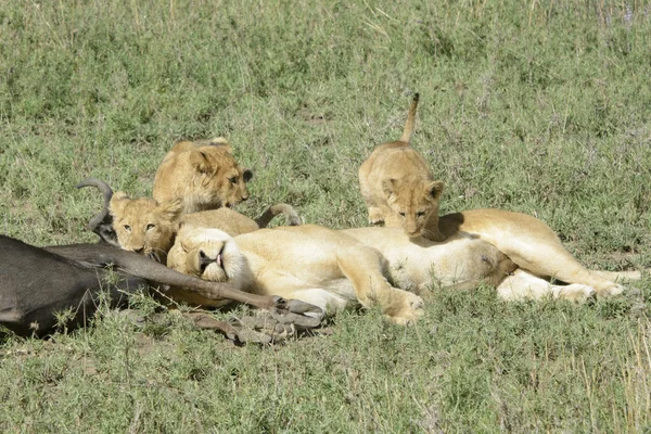 Löwe (panthera leo) mit Jungen — Stockfoto