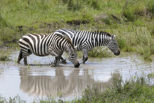 Llanuras cebra beber mientras está de pie en el agua —  Fotos de Stock