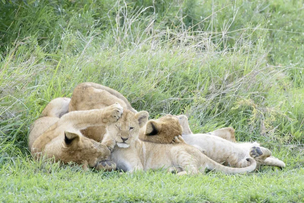 Lev (Panthera leo) s mláďata — Stock fotografie