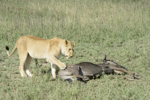 Lev (Panthera leo) s mláďata — Stock fotografie