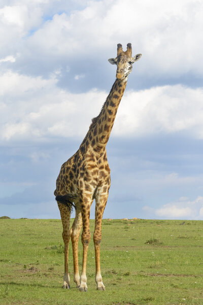 Giraffe crossing savanna 