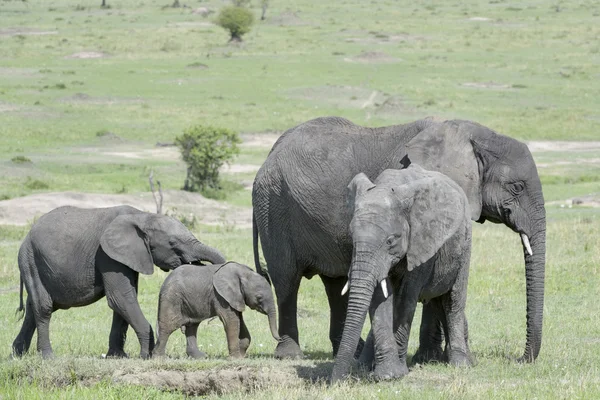 Famille des éléphants d'Afrique — Photo