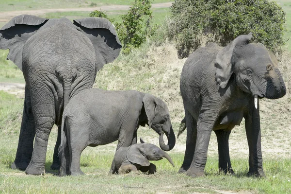 Familia de elefantes africanos — Foto de Stock