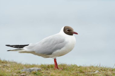 İskoçya 'nın uçurumunda duran Siyah Kafalı Martı' nın (Chroicocephalus ridibundus) yakın çekimi.