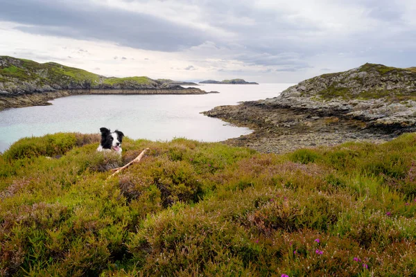 Пограничный Колли Лежит Между Хэзер Шотландским Озером Шотландское Нагорье Шотландия — стоковое фото