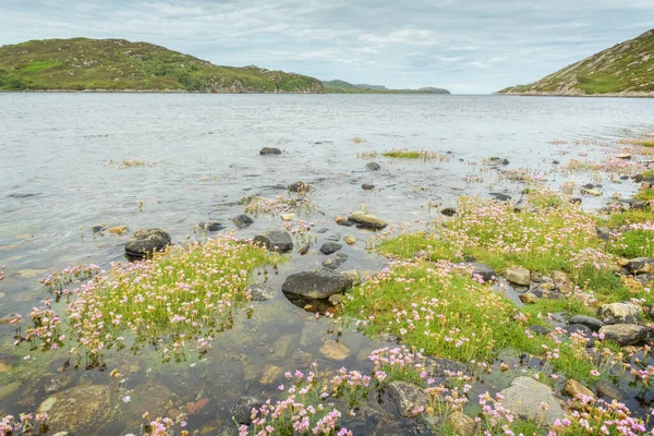 Sea Pink Armeria Maritima Pod Wodą Wraz Przypływem Loch Laxford — Zdjęcie stockowe