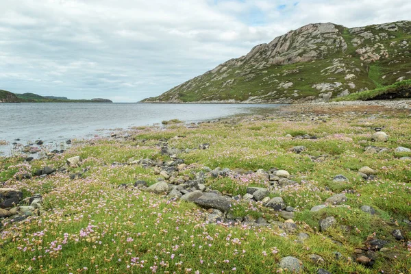 Deniz Pembesi Armeria Maritima Kıyıda Loch Laxford Sutherland Skoçya — Stok fotoğraf