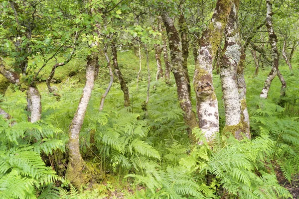 Floresta Decídua Terras Altas Escócia Escócia Reino Unido — Fotografia de Stock