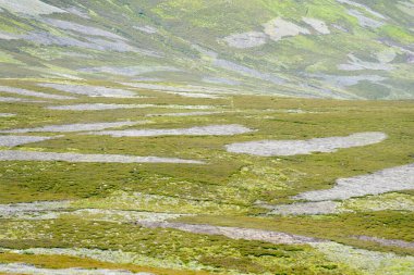 Yanmış araziler, Cairngorms Ulusal Parkı, İskoçya, İngiltere.