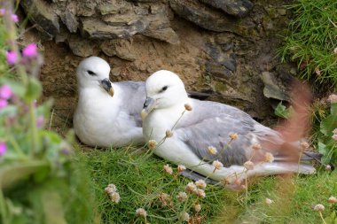Kuzey Fulmar (Fulmarus glacialis) yetişkin çifti, uçurum kenarına yuva yapar, Skirza head, İskoçya, İngiltere