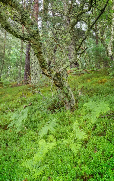 Madeira Vidoeiro Nativa Com Samambaia Musgos Parque Nacional Cairngorms Escócia — Fotografia de Stock