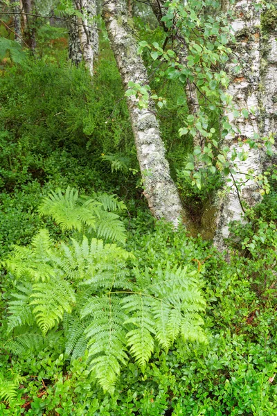 Madeira Vidoeiro Nativa Com Samambaia Musgos Parque Nacional Cairngorms Escócia — Fotografia de Stock