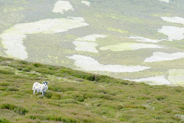 Вид Болото Выжженными Ямами Местной Овчаркой Национальный Парк Кэрнгормс Шотландия — стоковое фото