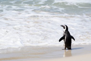 Afrika pengueni, eşek pengueni, siyah ayaklı penguen (Spheniscus demersus), okyanus, Boulder plajı, Güney Afrika