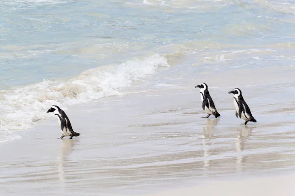 Três Pinguins Africanos Pinguins Burros Pinguins Pés Pretos Spheniscus Demersus — Fotografia de Stock