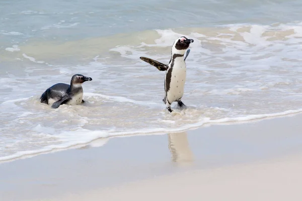 Dois Pinguins Africanos Pinguim Burro Pinguim Pés Pretos Spheniscus Demersus — Fotografia de Stock