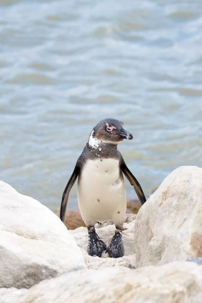 Afrikansk Pingvin Åsnepingvin Svartfotad Pingvin Spheniscus Demersus Stående Mellan Stenar — Stockfoto
