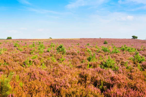 Erica Comune Calluna Vulgaris Fiore Con Cielo Blu Kroondomeinen Paesi — Foto Stock