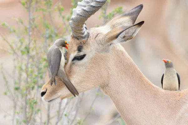 Kırmızı Gagalı Öküzkakan Buphagus Erythrorhyncus Impala Aepyceros Melampus Kruger Ulusal — Stok fotoğraf