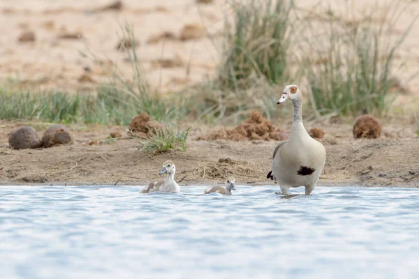 Mısır Kazı Alopochen Aegyptiacus Ailesi Kruger Ulusal Parkı Güney Afrika — Stok fotoğraf