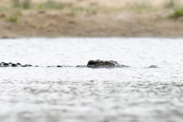 Cocodrilo Del Nilo Crocodylus Niloticus Descansando Río Parque Nacional Kruger — Foto de Stock