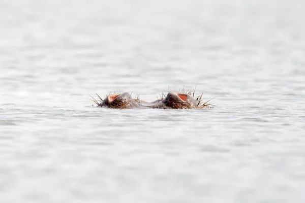 Flodhäst Hippopotamus Amphibius Andas Med Endast Näsa Vattnet Från Pool — Stockfoto