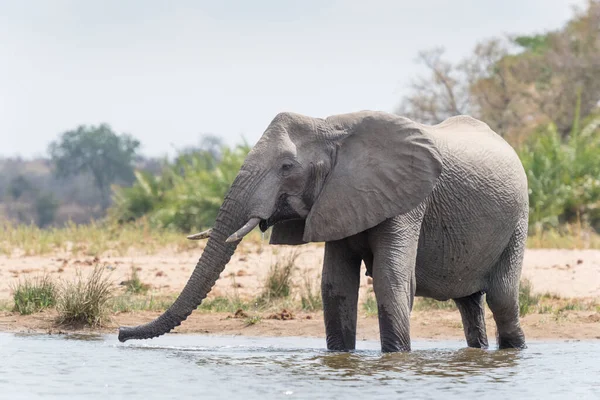 南非克鲁格国家公园 非洲象 Loxodonta Africana 在水坑饮水 — 图库照片