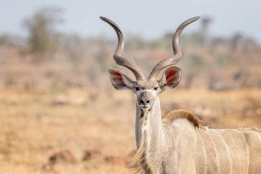 Daha büyük kudu (Tragelaphus strepsiceros), kameraya bakan erkek portresi, Kruger Ulusal Parkı, Güney Afroca.