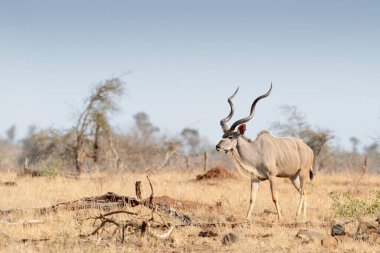 Daha büyük kudu (Tragelaphus strepsiceros), savanda yürüyen erkek, Kruger Ulusal Parkı, Güney Afroca.