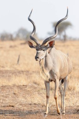 Daha büyük kudu (Tragelaphus strepsiceros), savanda yürüyen erkek, Kruger Ulusal Parkı, Güney Afroca.