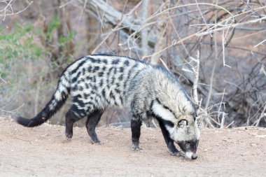 Afrcican civet (Civettictis civetta) foraging during the daytime. Kruger National Park, South Africa clipart