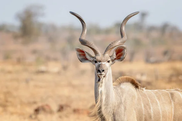 Greater Kudu Tragelaphus Strepsiceros Retrato Masculino Olhando Para Câmera Kruger — Fotografia de Stock