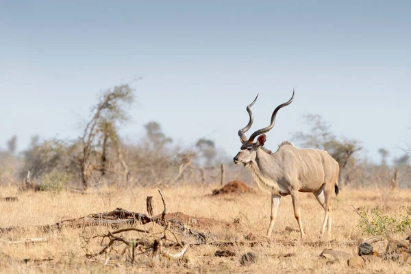 Daha Büyük Kudu Tragelaphus Strepsiceros Savanda Yürüyen Erkek Kruger Ulusal — Stok fotoğraf