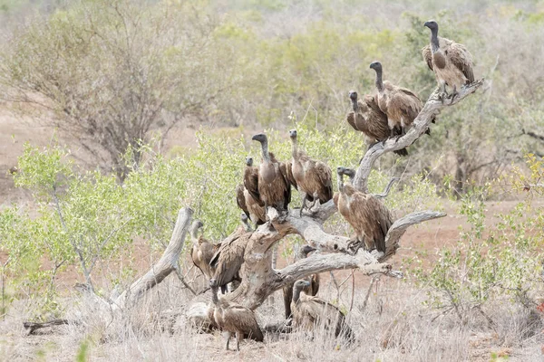 Weißrückengeier Gyps Africanus Und Kapgeier Gyps Coprotheres Zusammen Auf Totem — Stockfoto