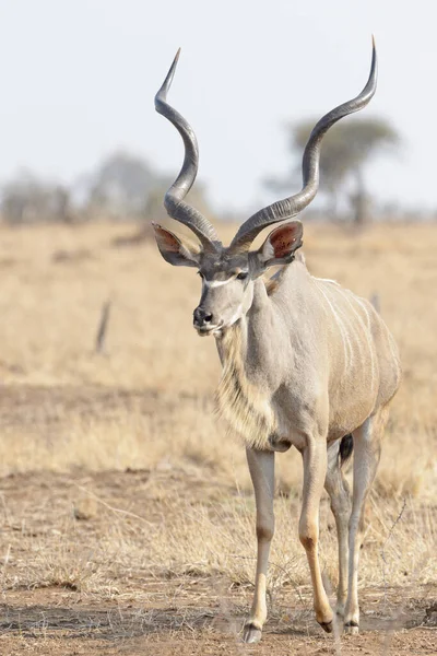 Daha Büyük Kudu Tragelaphus Strepsiceros Savanda Yürüyen Erkek Kruger Ulusal — Stok fotoğraf