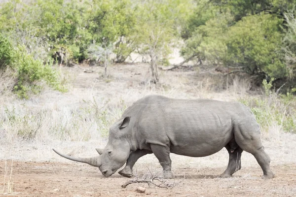 Nosorożec Biały Ceratotherium Simun Jedzenie Park Narodowy Kruger Republika Południowej — Zdjęcie stockowe