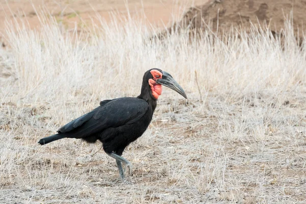 Déli Földikürt Bucorvus Lead Beateri Kruger Nemzeti Park Dél Afrika — Stock Fotó