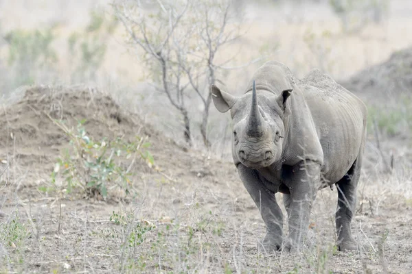 Rinoceronte Preto Diceros Bicornis Savana Olhando Para Câmera Parque Nacional — Fotografia de Stock