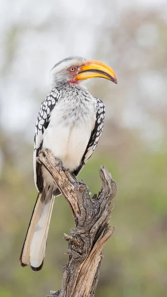 Southern Yellow Billed Hornbill Tockus Leucomelas Perched Dead Tree Stump — Stock Photo, Image