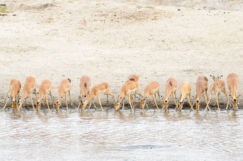 Impala (Aepyceros melampus) herd drinking at waterhole, Kruger National Park, South Africa