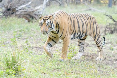 Ormanda yürüyen Bengal kaplanı (Panthera tigris tigris), Ranthambhore Ulusal Parkı, Rajasthan, Hindistan.