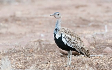 Kırmızı ibikli Korhaan (Eupodotis ruficrista), Kruger Ulusal Parkı, Güney Afrika.