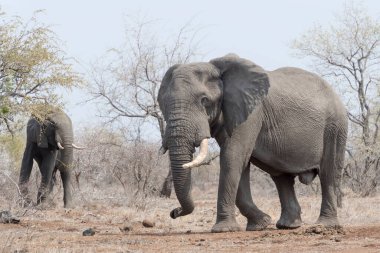 Afrika fili (Loxodonta africana), büyük boğa, yürüyüş, Kruger ulusal parkı, Güney Afrika.