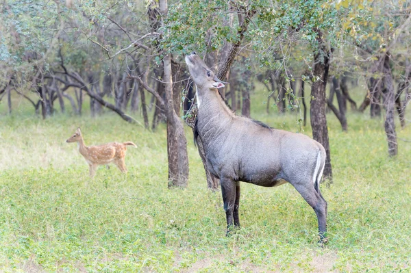 Nilgai Boselaphus Tragocamelus Samec Krmící Stromě Lesích Národní Park Ranthambhore — Stock fotografie