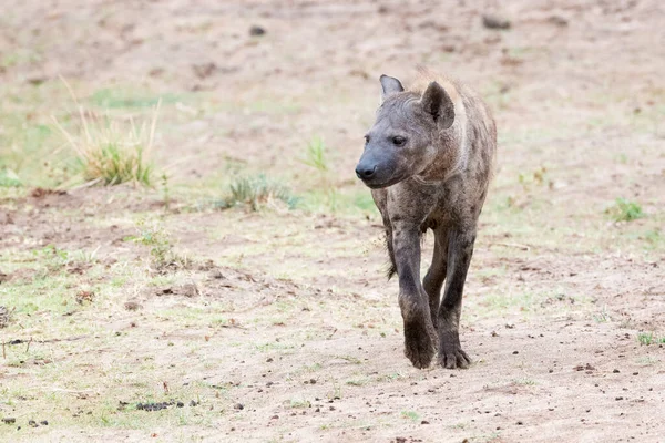 Spotted Hyena Crocuta Crocuta Walking Savannah Kruger National Park South — Stock Photo, Image