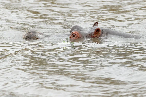 Hipopótamo Hipopótamo Hippopotamus Amphibius Emergió Agua Parque Nacional Kruger Sudáfrica —  Fotos de Stock