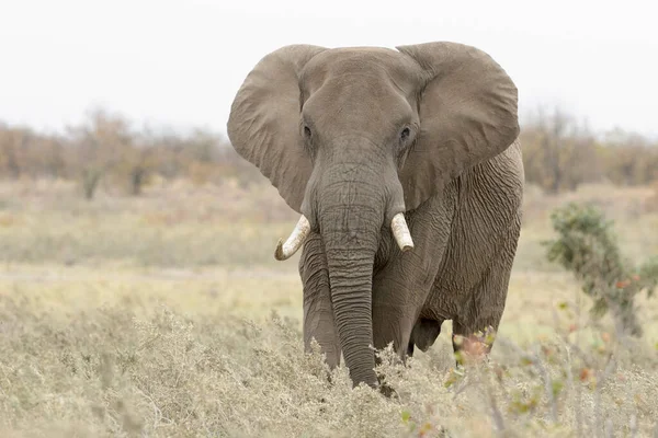 Afrikanischer Elefant Loxodonta Africana Großer Bulle Spaziergang Der Savanne Kruger — Stockfoto